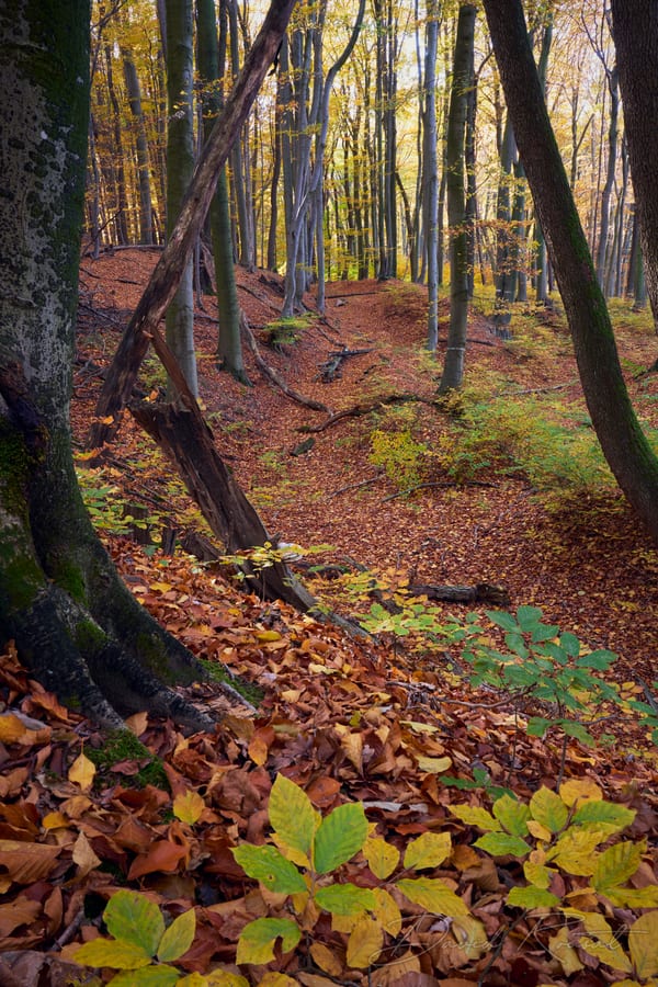 Landschaft