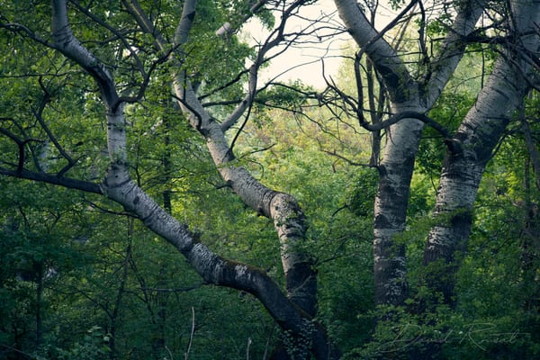 Landschaft