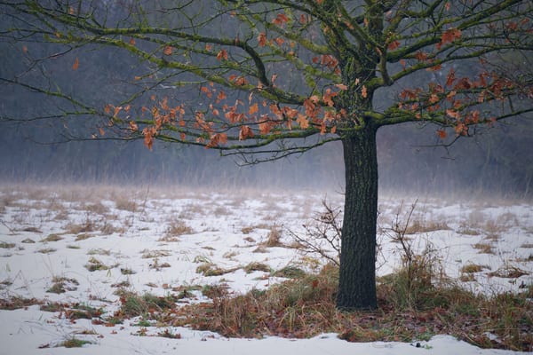 Landschaft