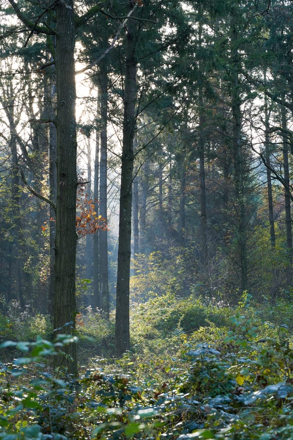 Landschaft