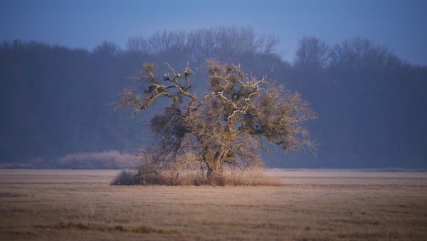 Landschaft