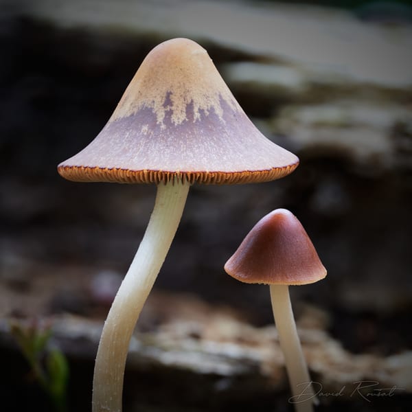 Pilze
