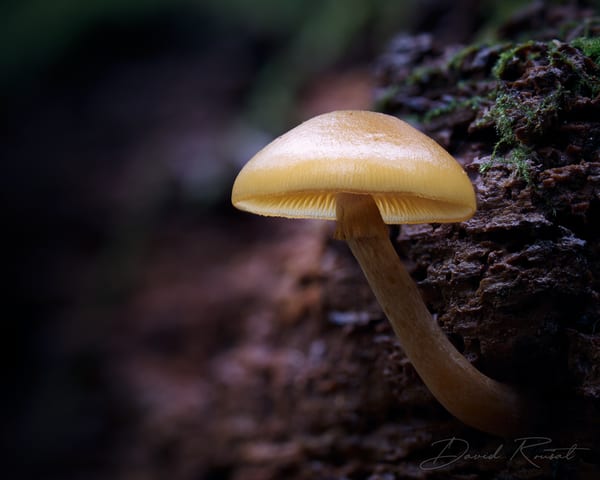 Pilze