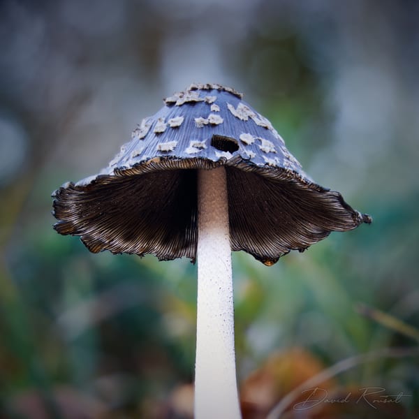 Pilze