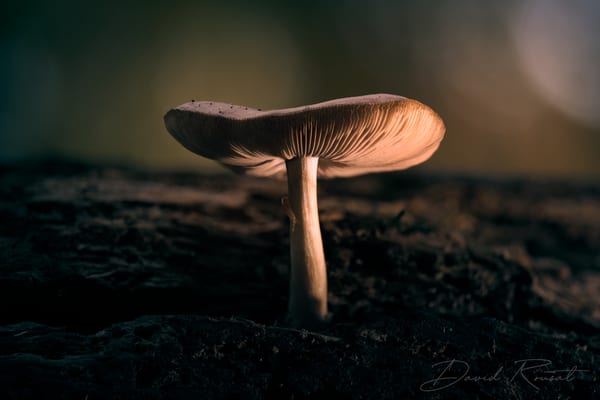 Pilze
