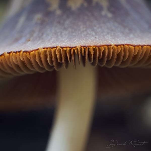 Pilze