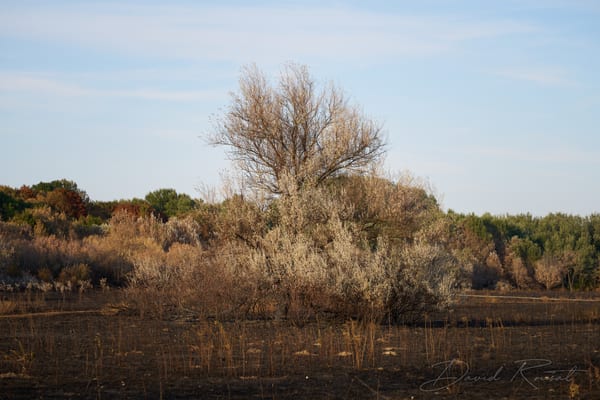Lobau: Burnt