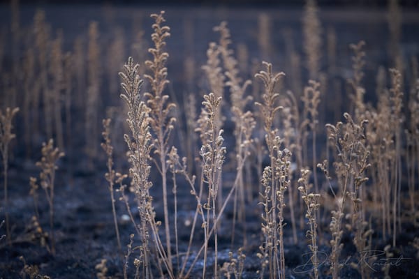 Lobau: Burnt