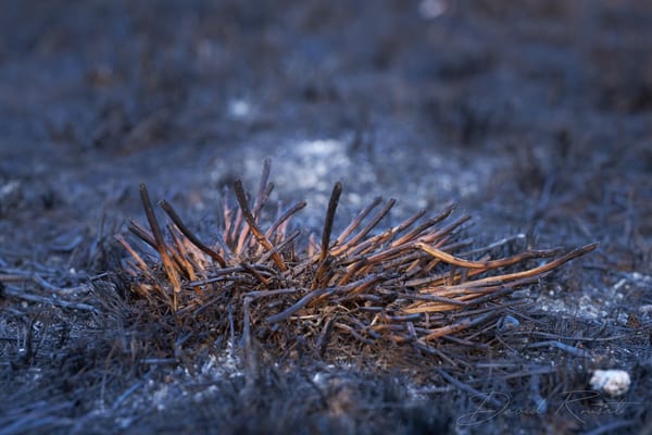 Lobau: Burnt