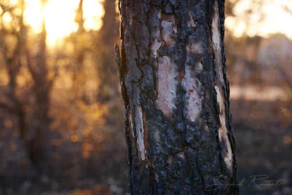 Lobau: Burnt