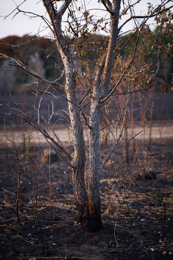Lobau: Burnt