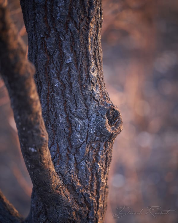 Lobau: Burnt