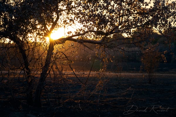 Lobau: Burnt