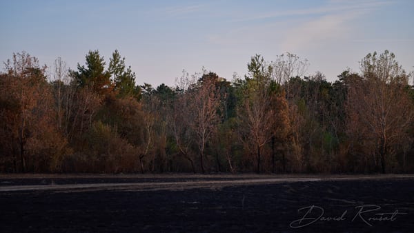 Lobau: Burnt