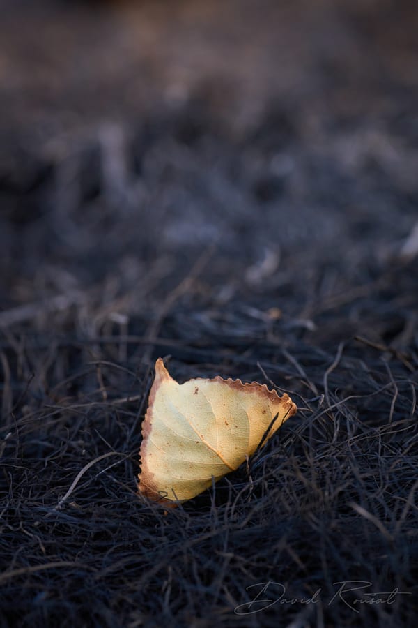 Lobau: Burnt