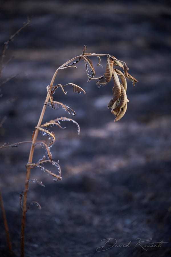 Lobau: Burnt