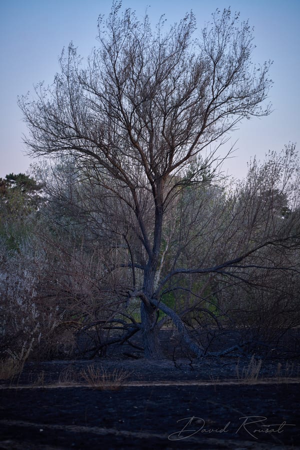 Lobau: Burnt